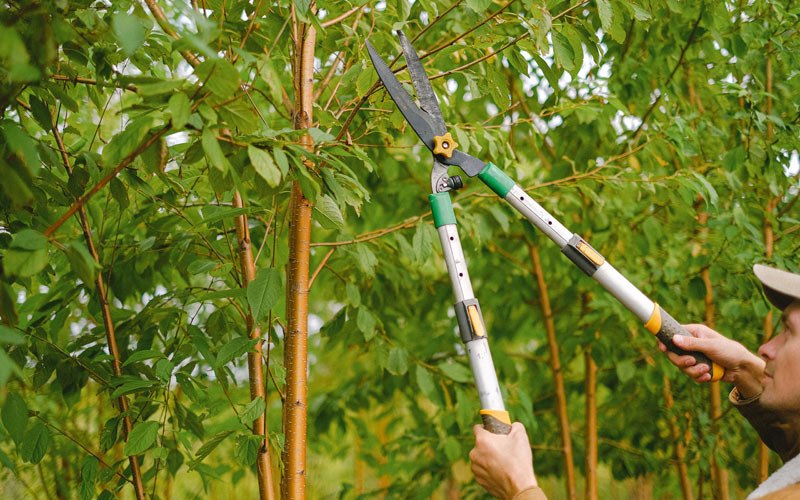 Tree trimming in Lancaster, NY